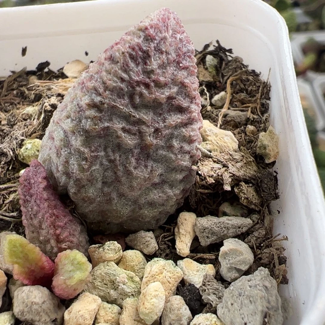 融化纹猪肝带倒刺多肉植物