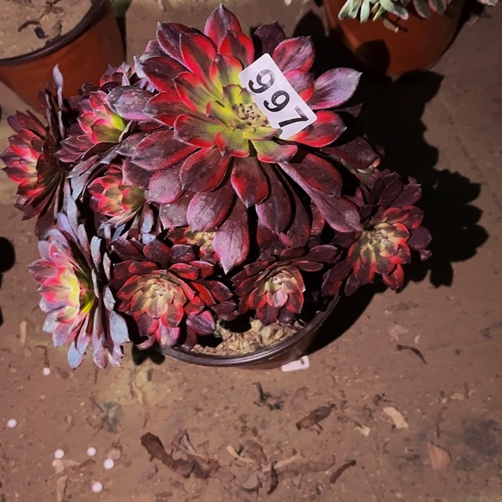 997火烧云多肉植物处理不售后