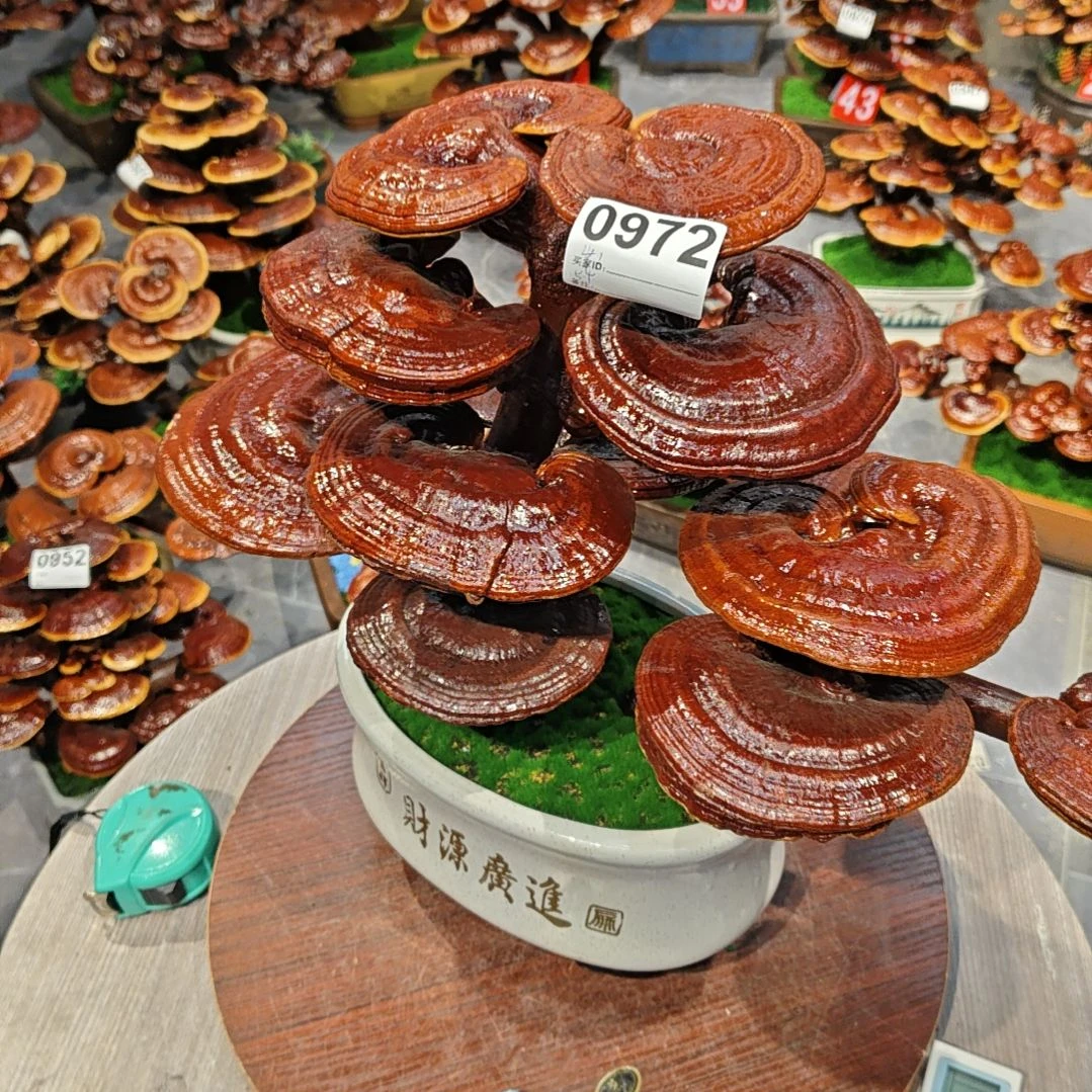 赤灵芝灵芝盆景高端