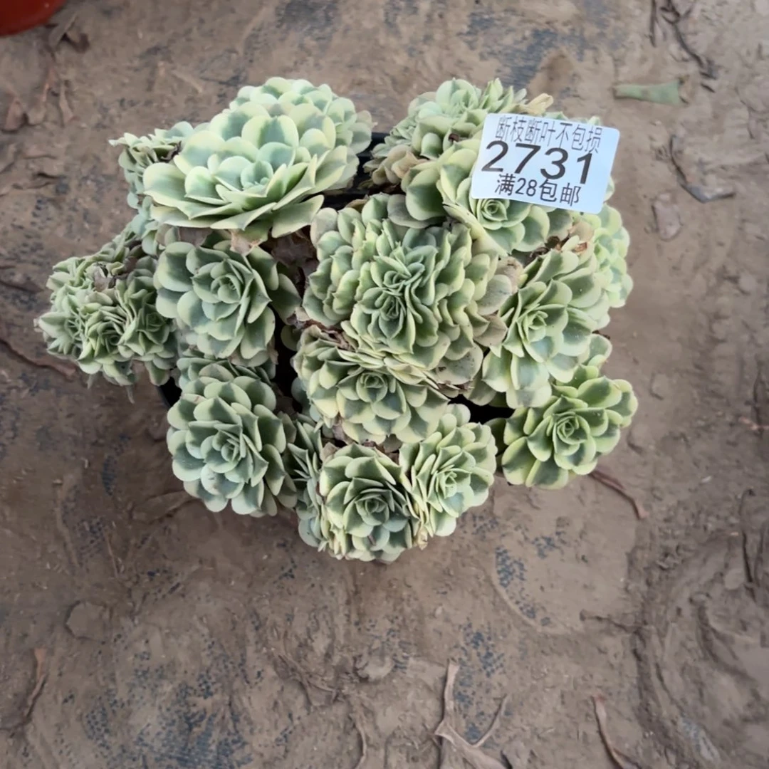 M. 2731绿豆沙缀多肉125
