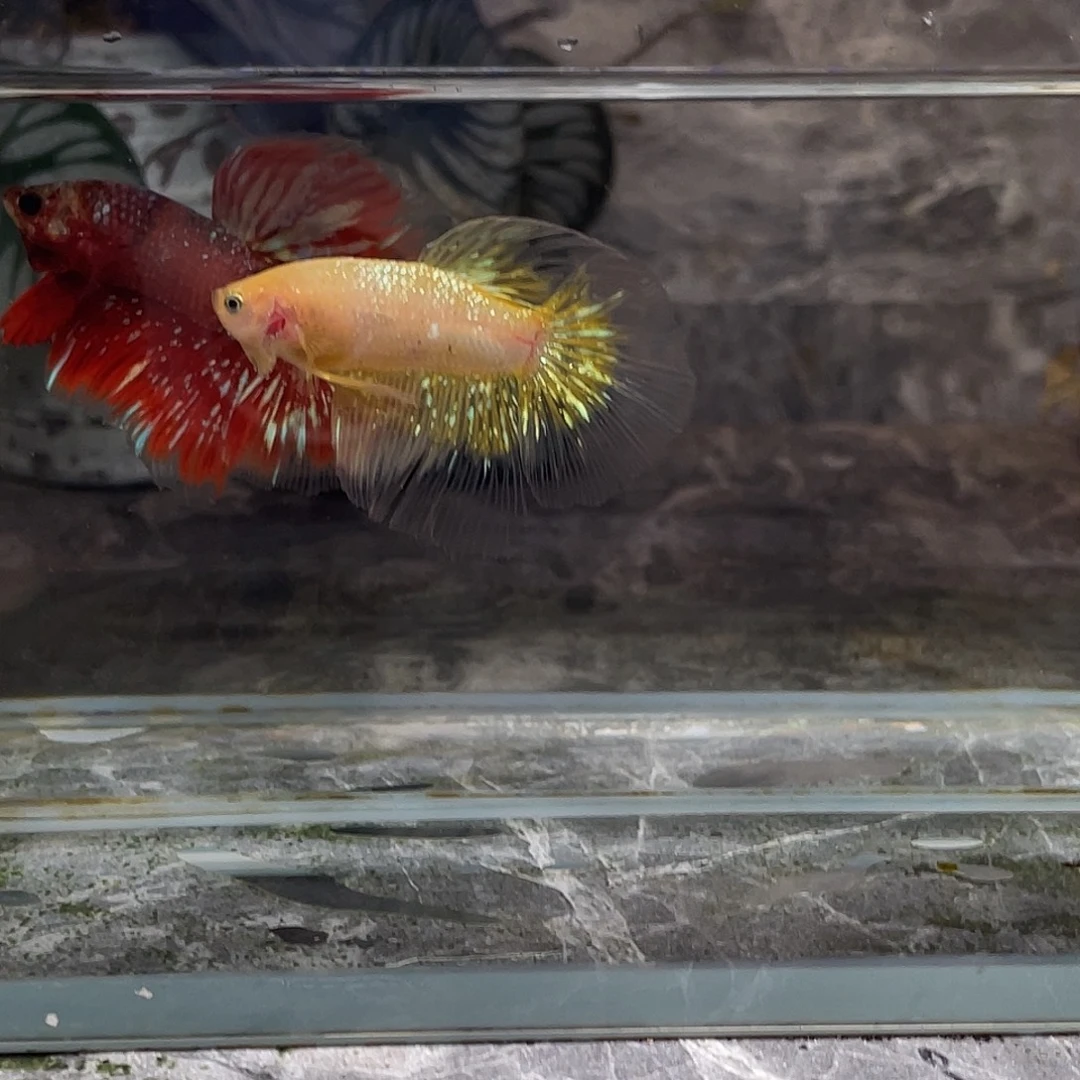 斗鱼育平斗鱼泰国斗鱼