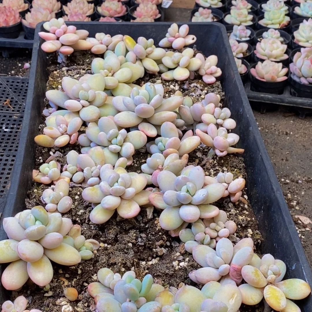 898多肉植物保护研究所所长助理