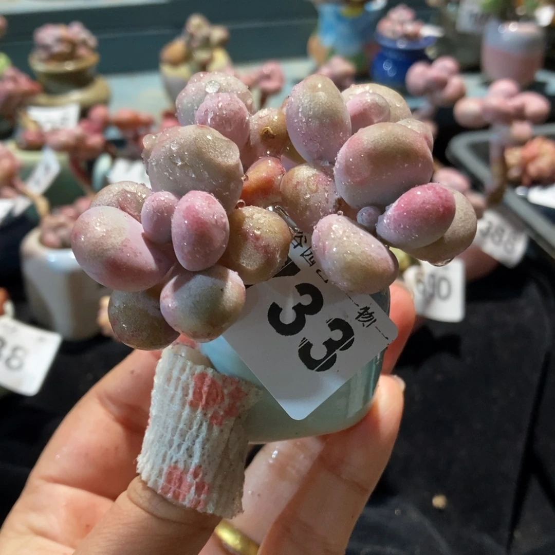 733糖果腰子蛋带盆土