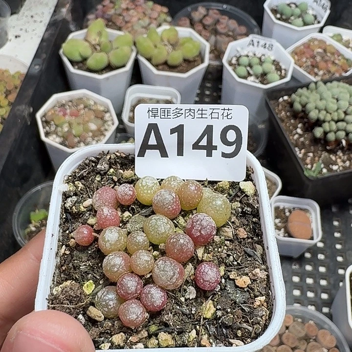 149多肉植物多肉植物