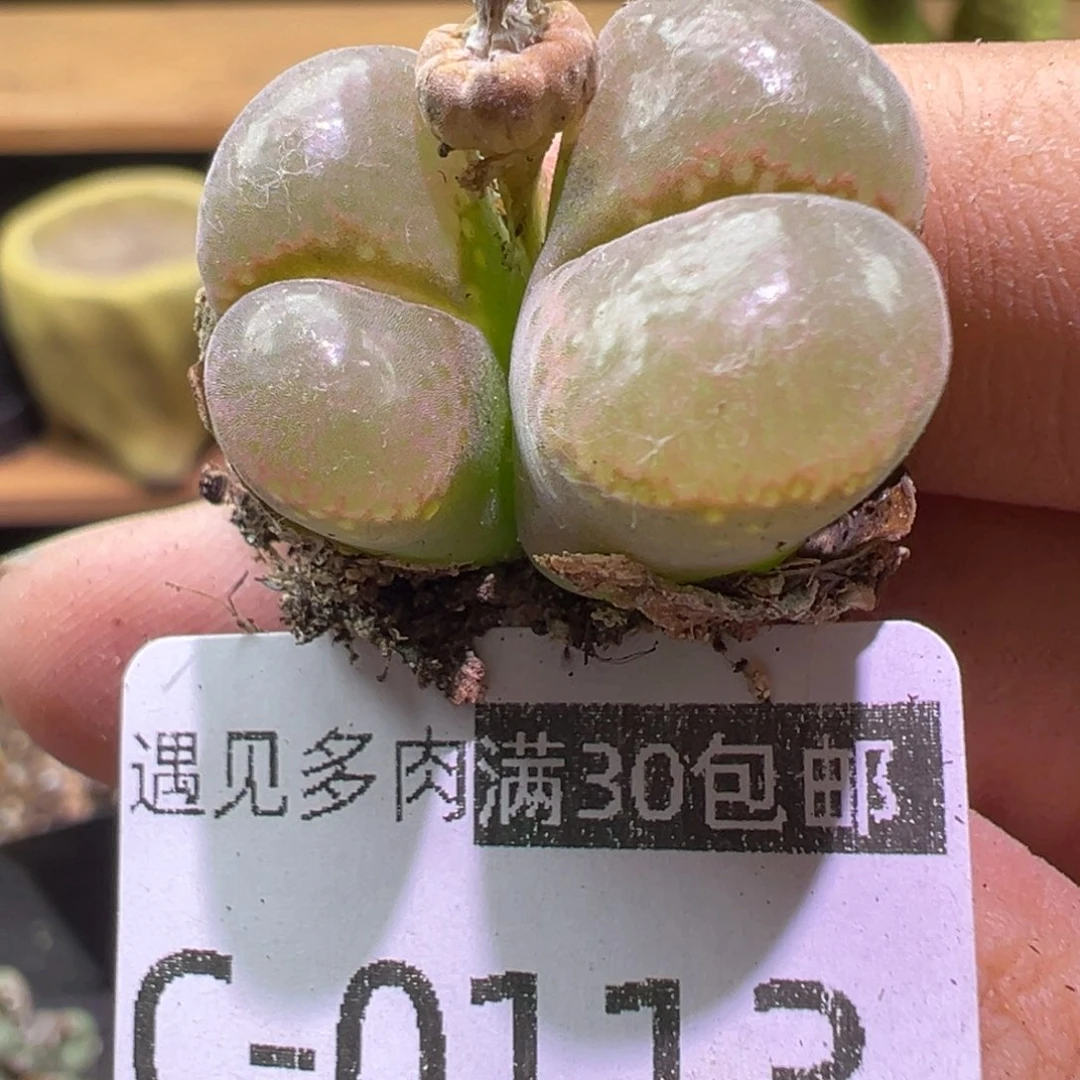 多肉植物1111111111111