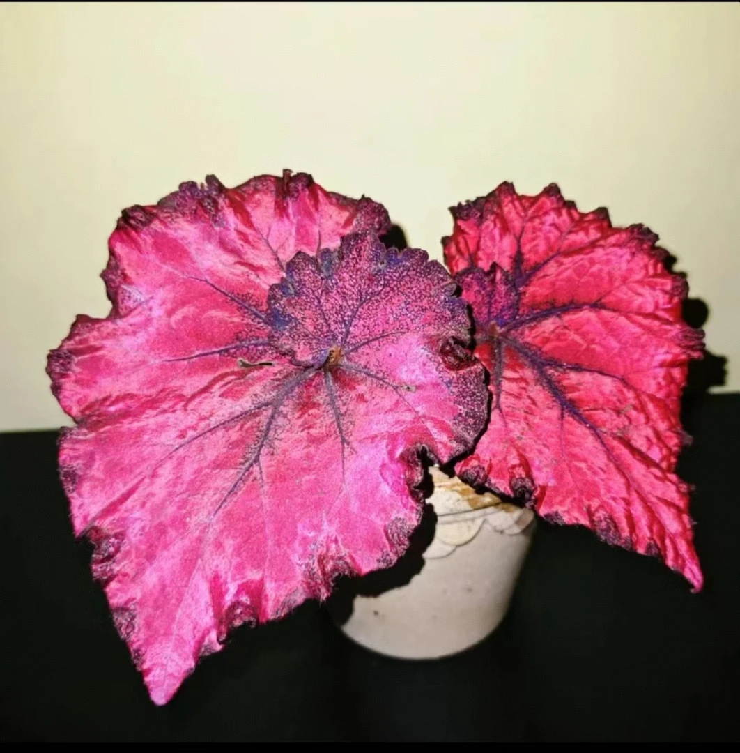 【大心-秋海棠】蟆叶类秋海棠室内盆栽绿植观叶植物热植