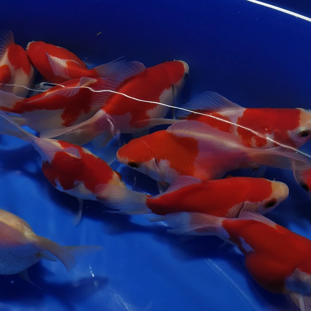 精品进口血统玉鲭