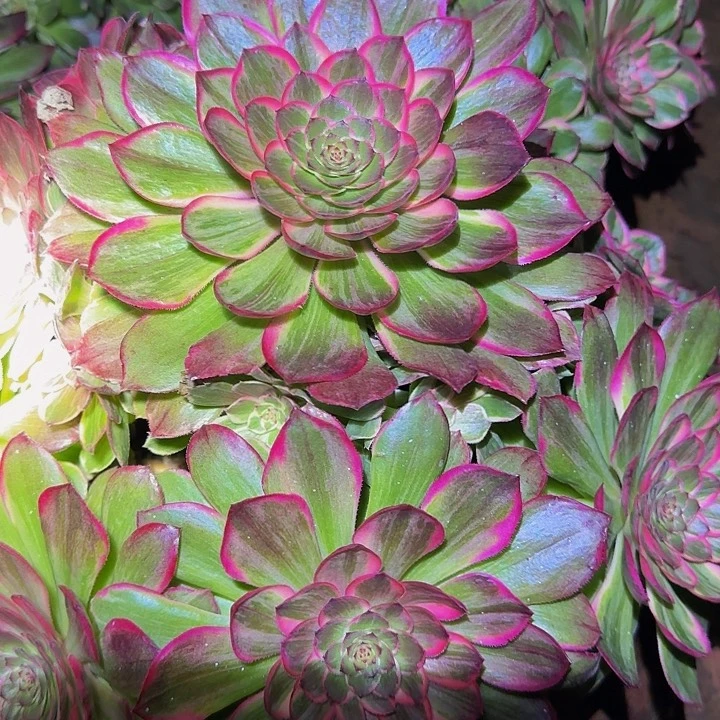 精品莲花巨无霸老桩特价福利