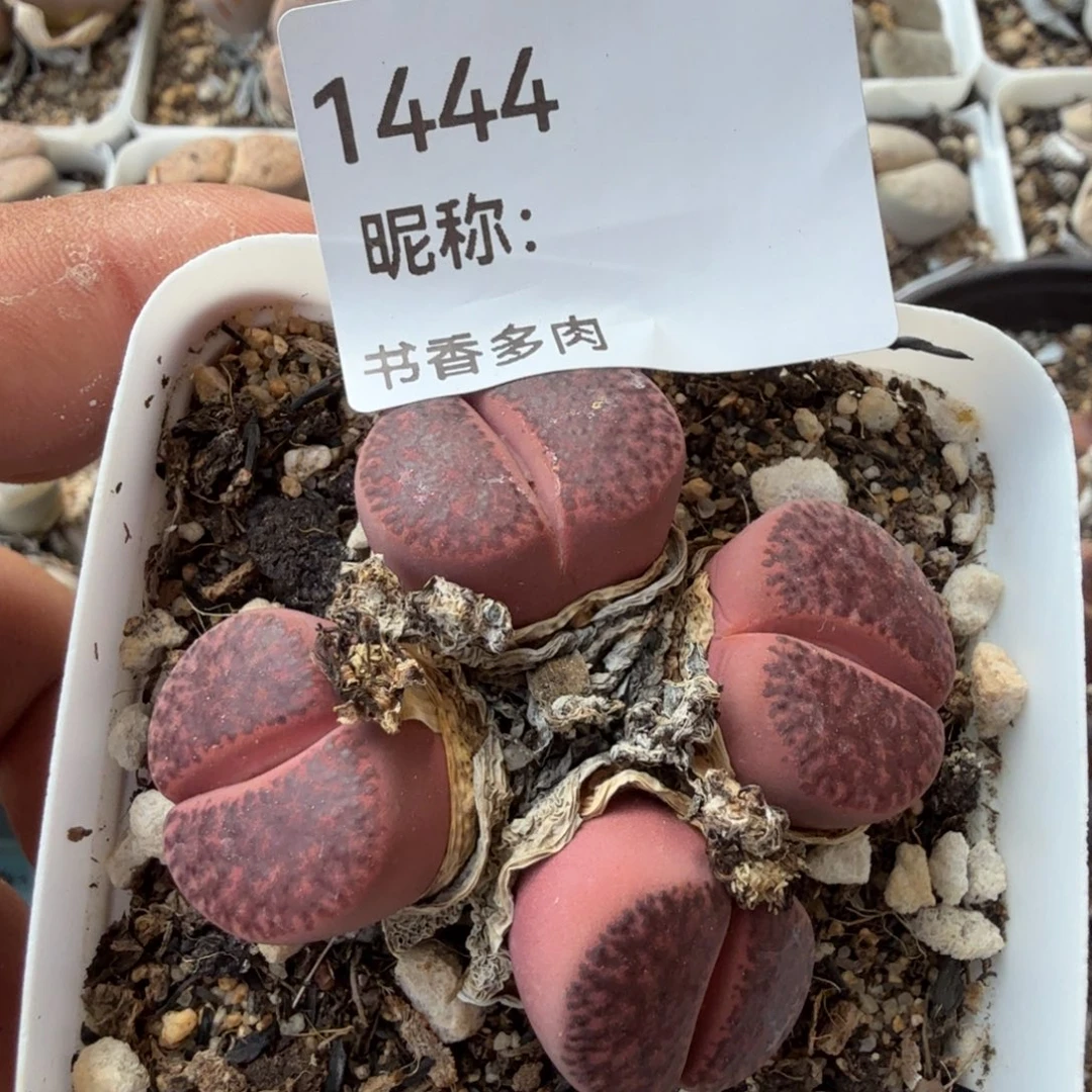 多肉植物多肉植物
