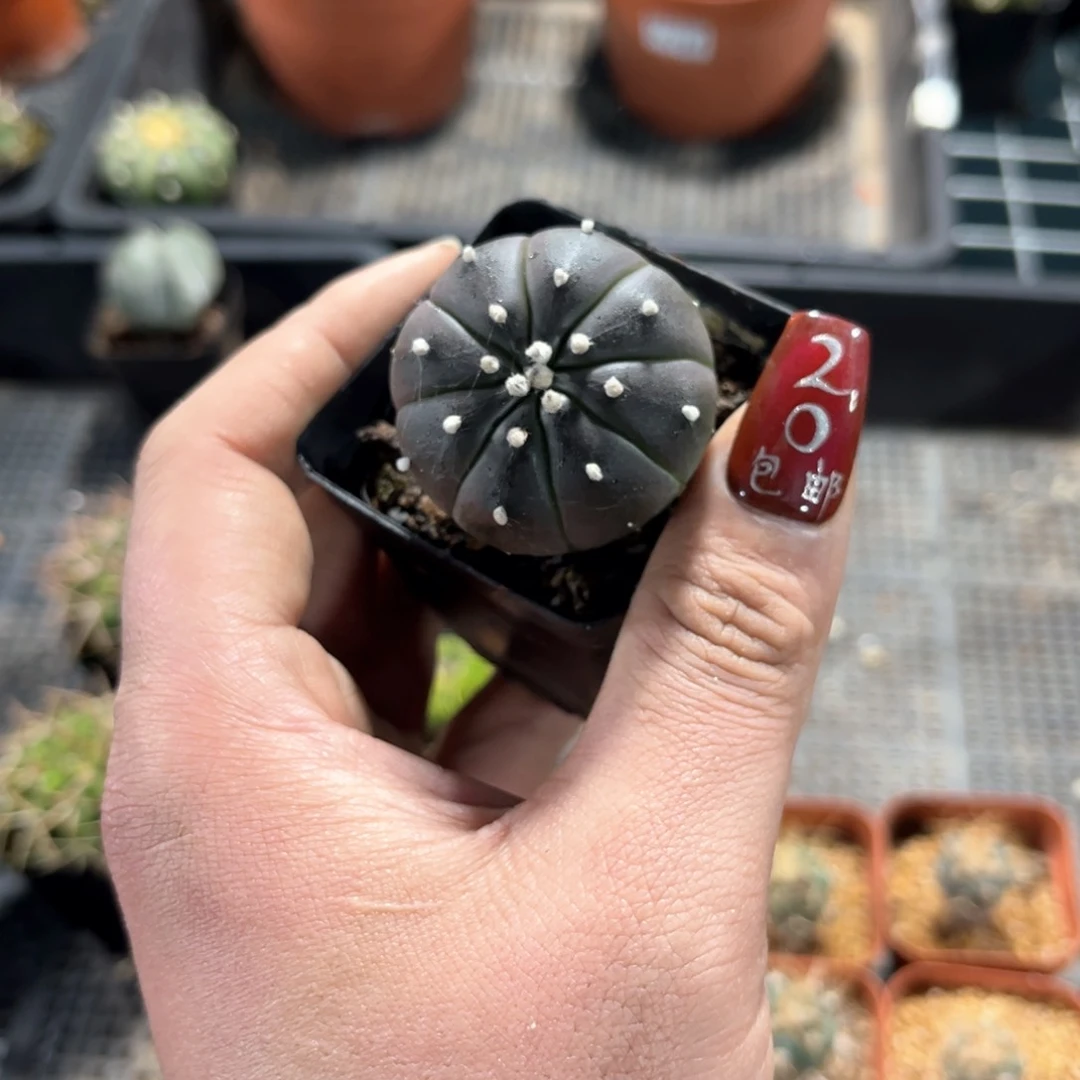 单头紫皮兜单头发货有根