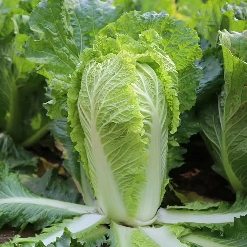 【北京平谷】新三号大白菜白菜