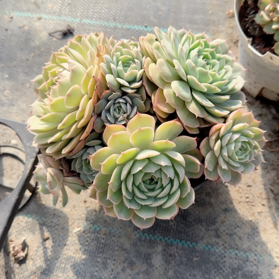 无花朵昂斯诺老桩群生