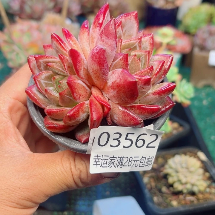 幸运的是我还没遇到幸运