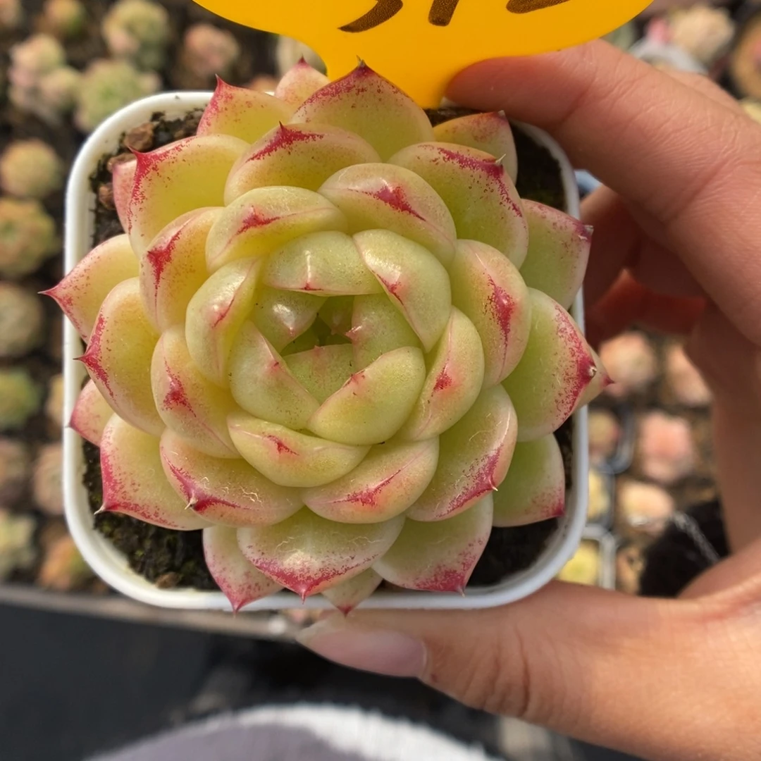 菠萝蜜麦秆542号。