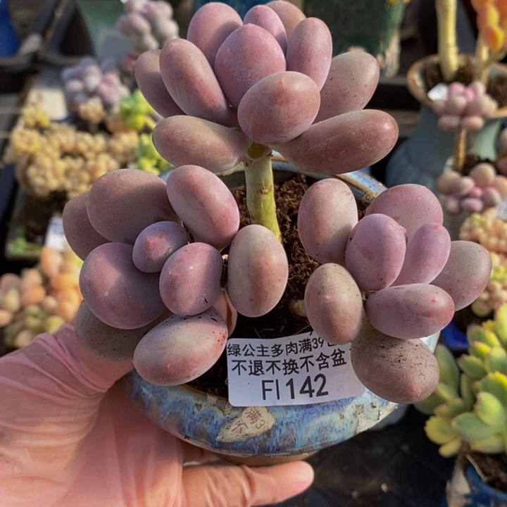 彩虹奶9cm142多肉植物