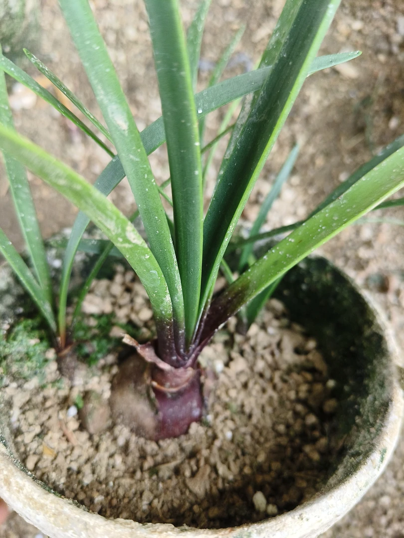 兰绿植组合小盆栽办公室内创意紫根兰观叶桌面植物新手套餐兰花