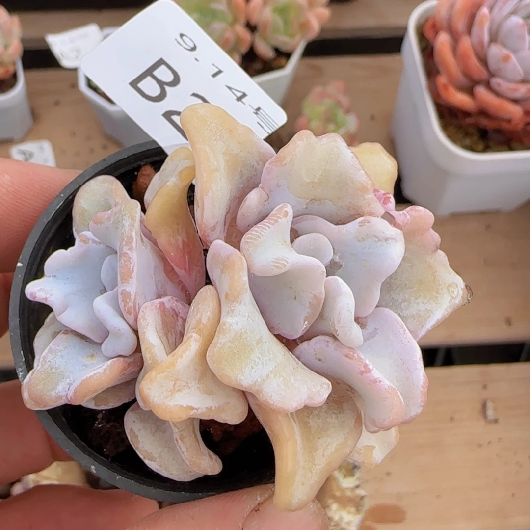 白饺子皮双头一颗