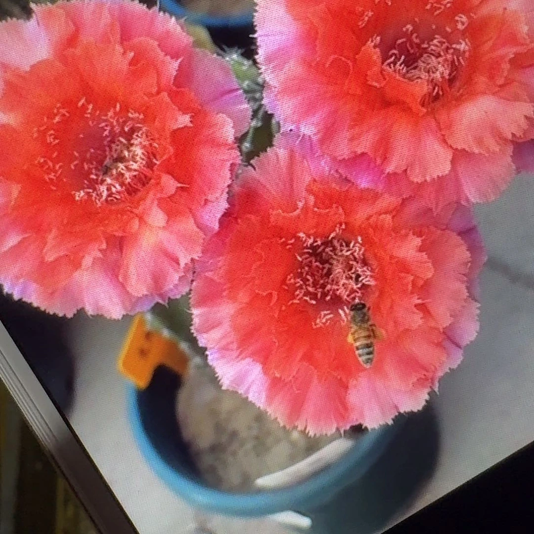 魅羽侧芽4公分彩草