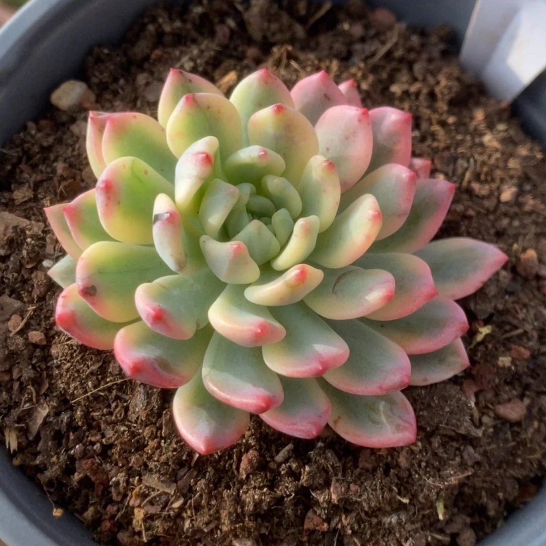 274蓝苹果锦锦锦锦锦