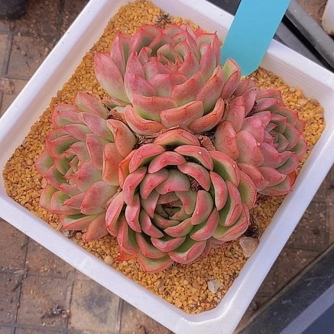 1245多肉植物老桩