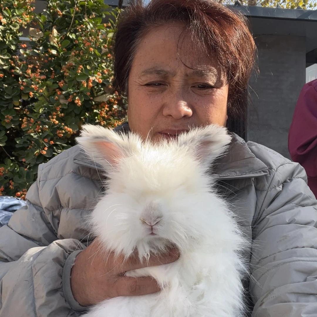 英系安哥拉宠物兔子