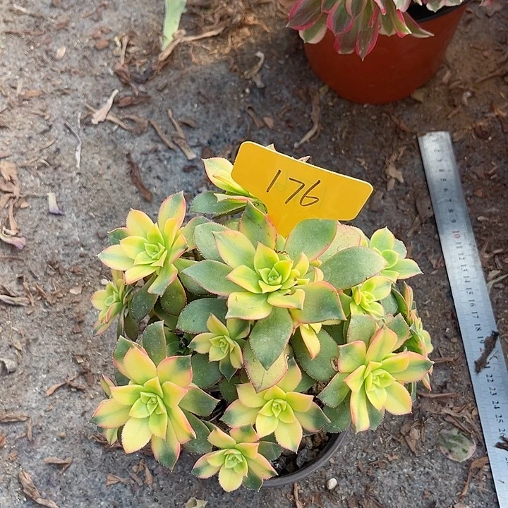 176一颗艳日灰法师