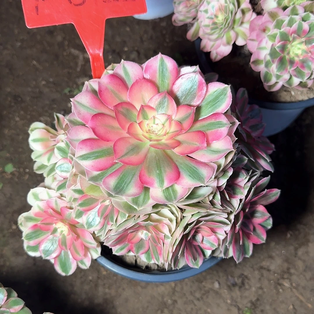 4-812倾城多肉法师