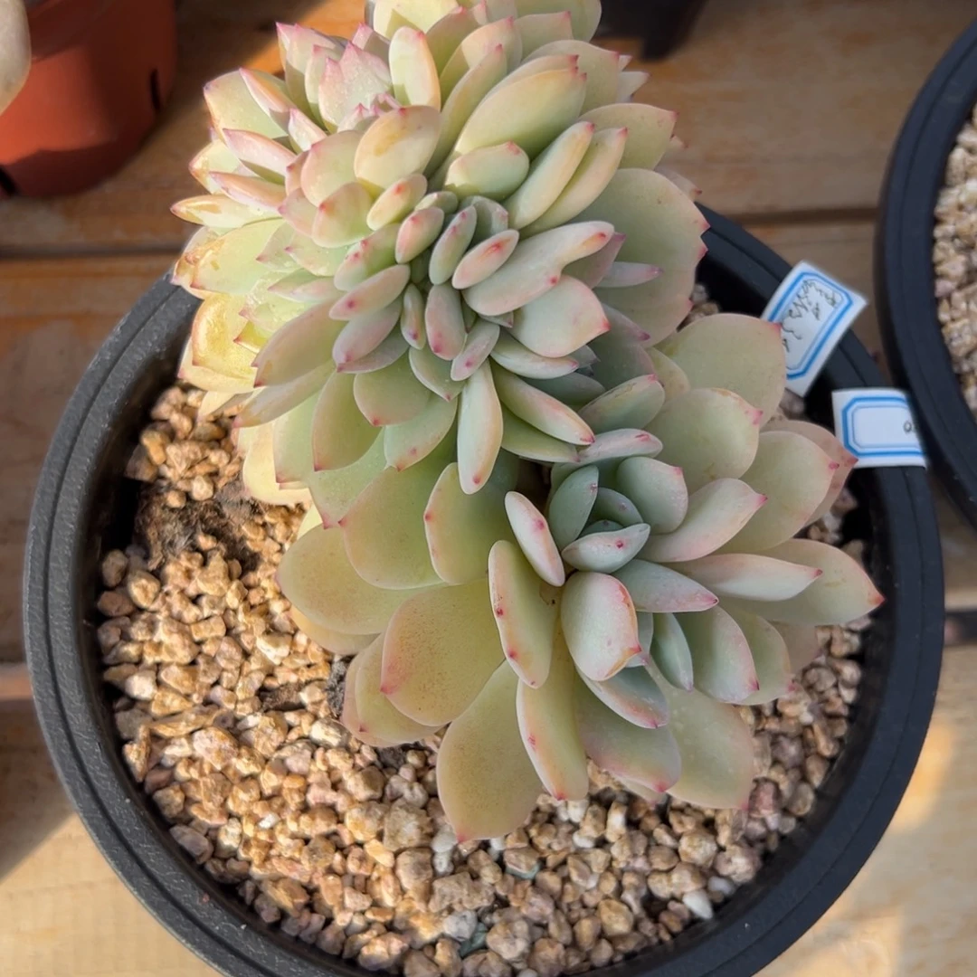 多肉植物蔷薇之城缀化