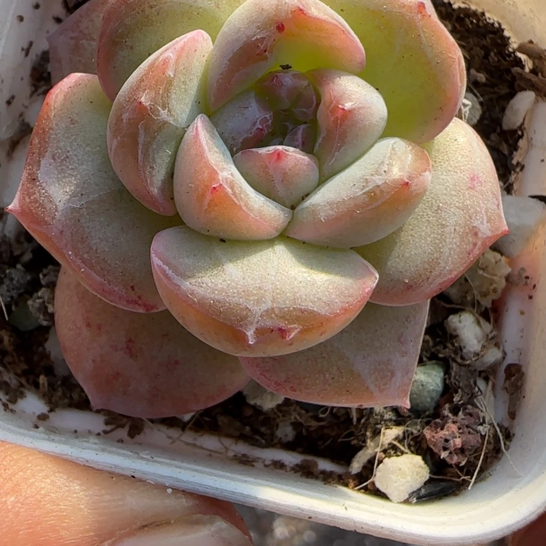 小卡拉米糖心一物一拍