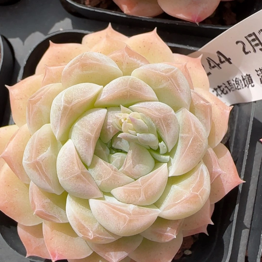 花语逸镜0225-244