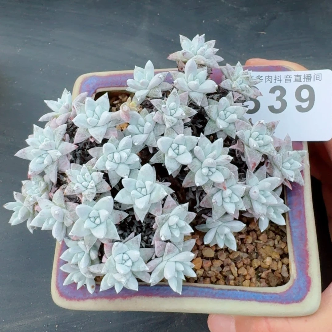 白菊         精品多肉