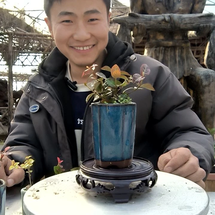 静*思小盆景小植物一物一拍274