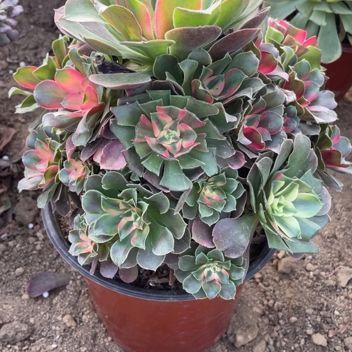 完全开放963多肉植物香妃