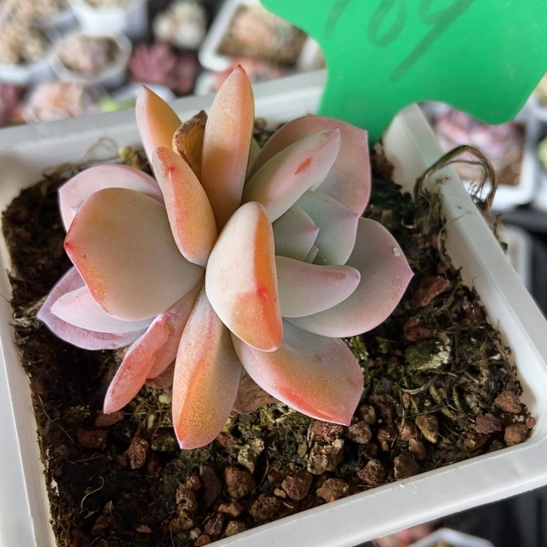 969奶茶多肉植物保护