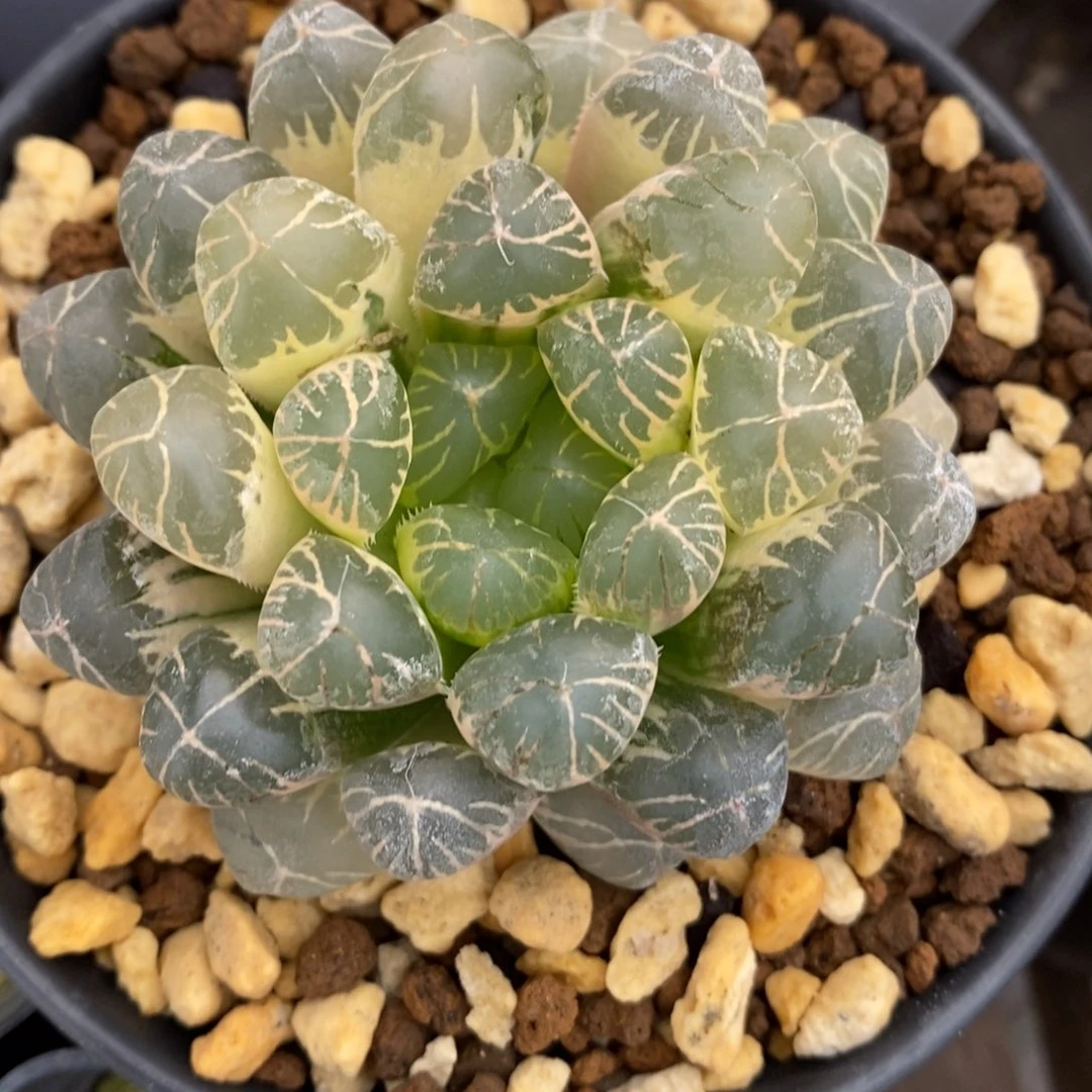 实生单品玉露锦。