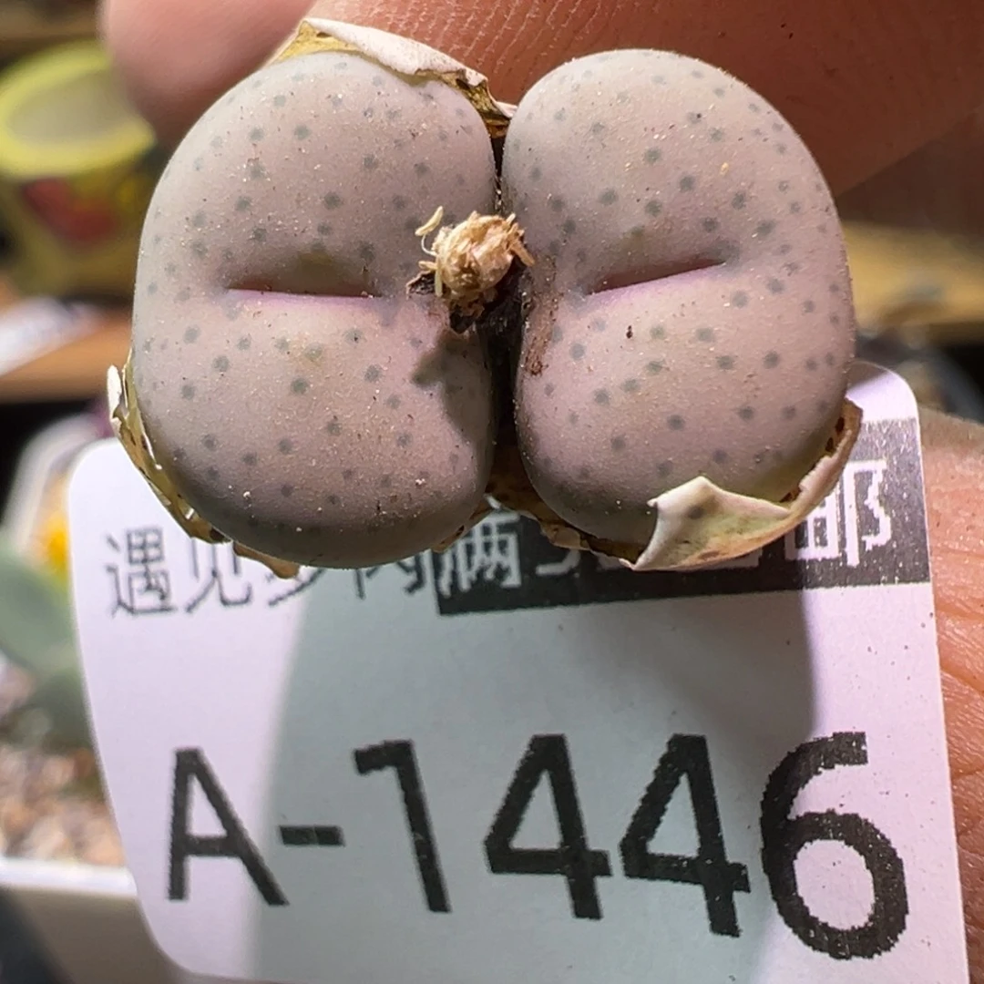 多肉植物11111111111
