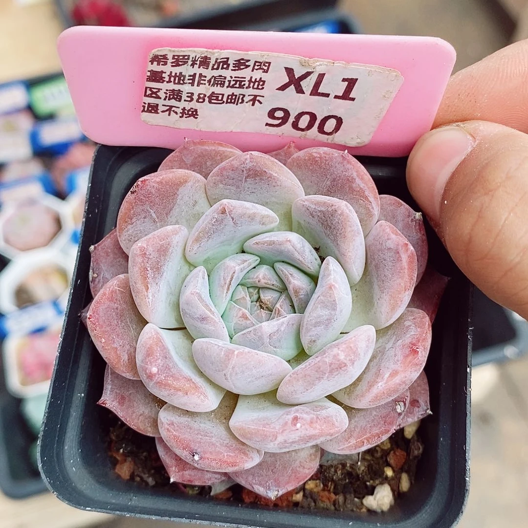 不知名6cm多肉植物