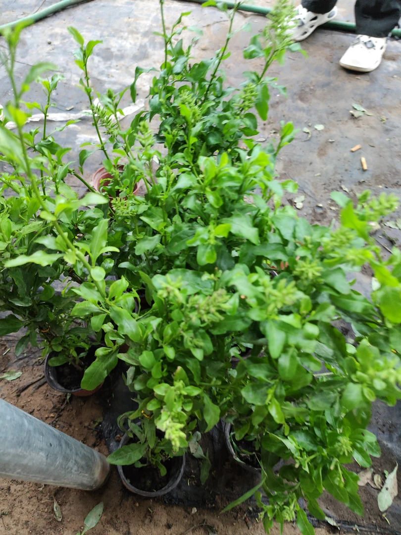 蓝雪花庭院植物非常的好看带花苞