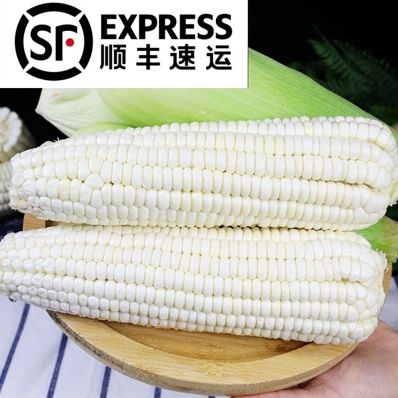 （次日达顺丰包邮）农家土新鲜白甜糯玉米5斤现摘黏嫩白糯玉米广西壮族自治区