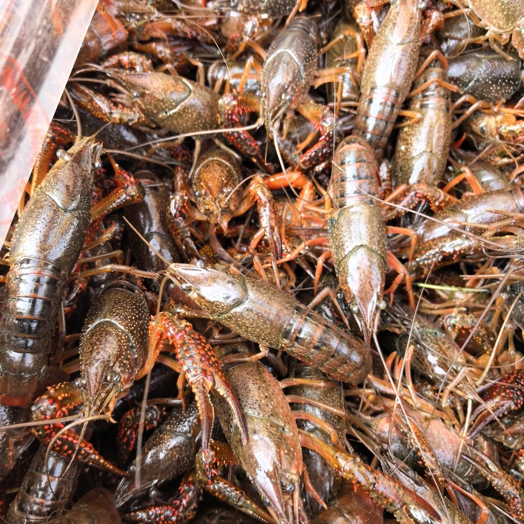 微山湖清水小龙虾二青500克13元