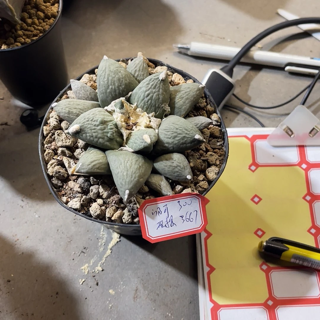 P****～仙人球一物一拍