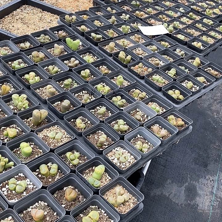 2538风铃一筐有伤