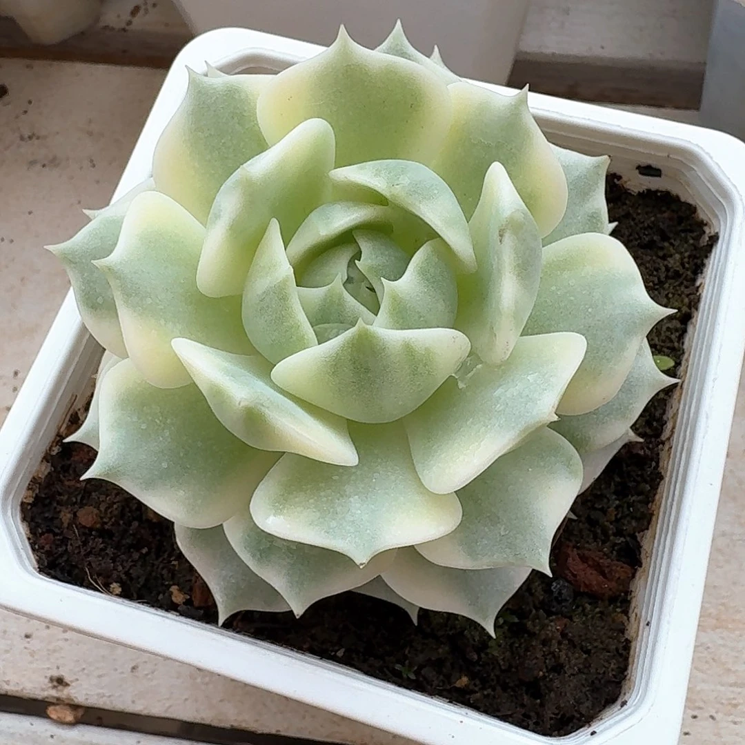 露娜莲锦多肉植物