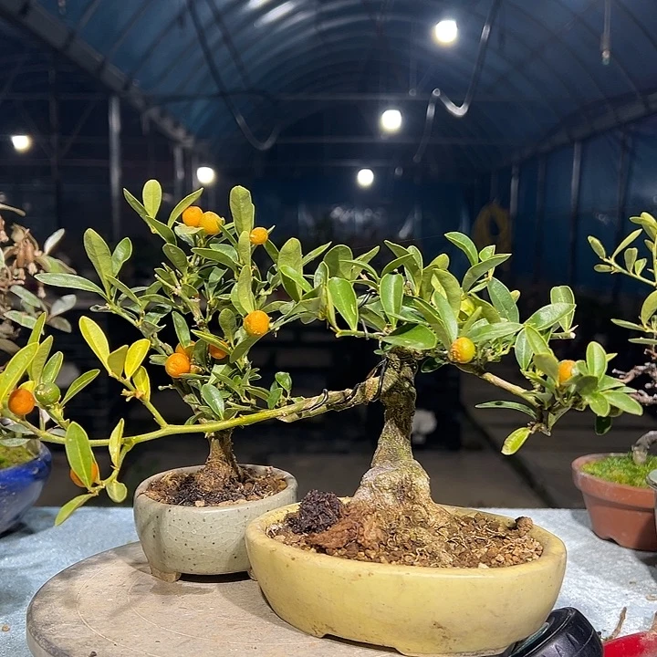 润***古无花朵筋斗金豆盆栽筋斗