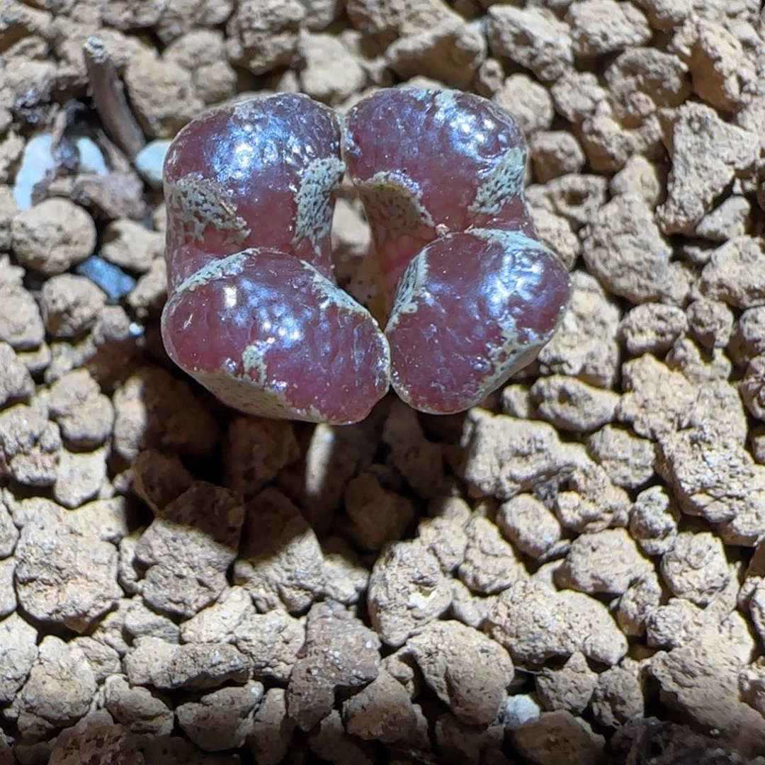 肉锥多肉植物组合-蝴蝶1041