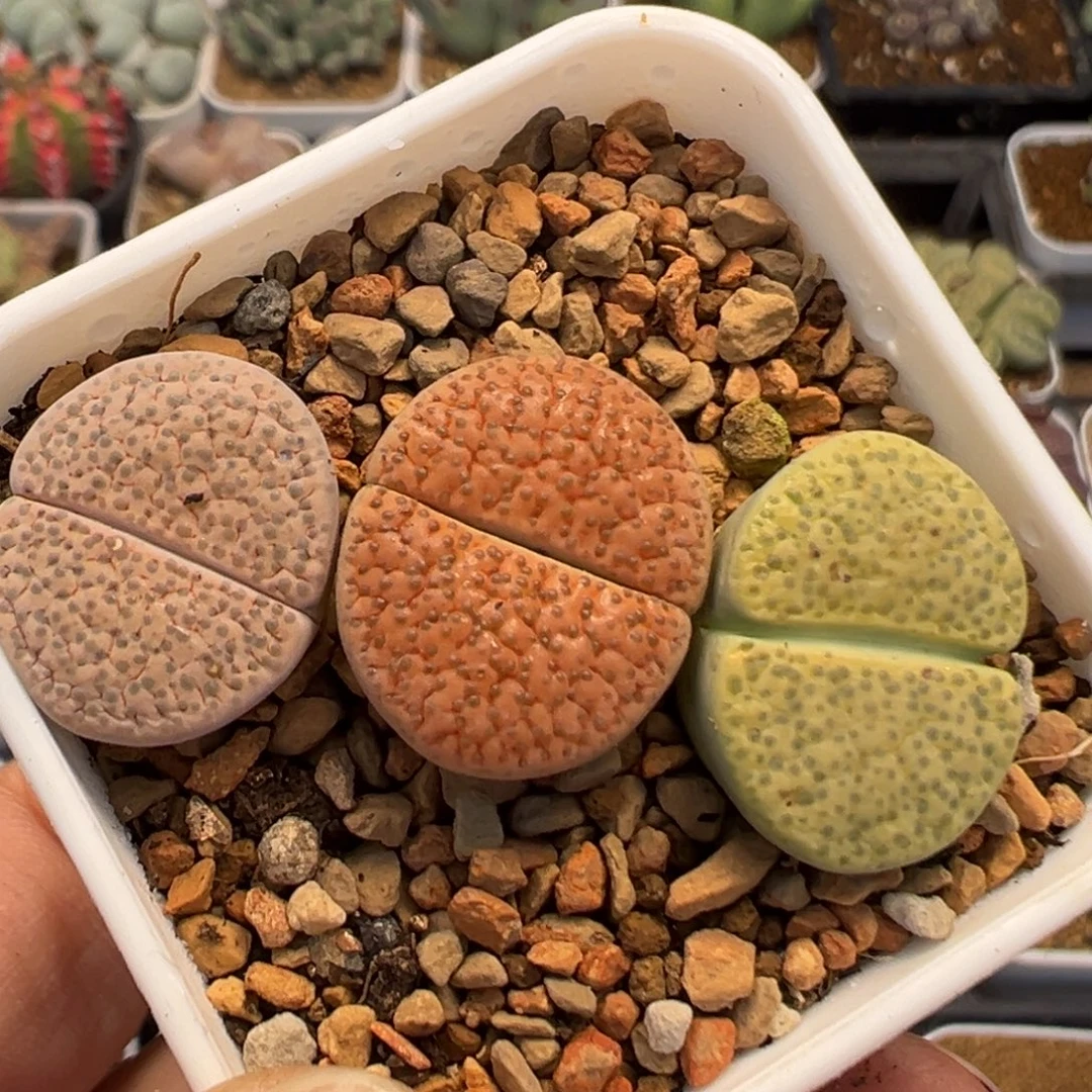 182多肉植物百科植物