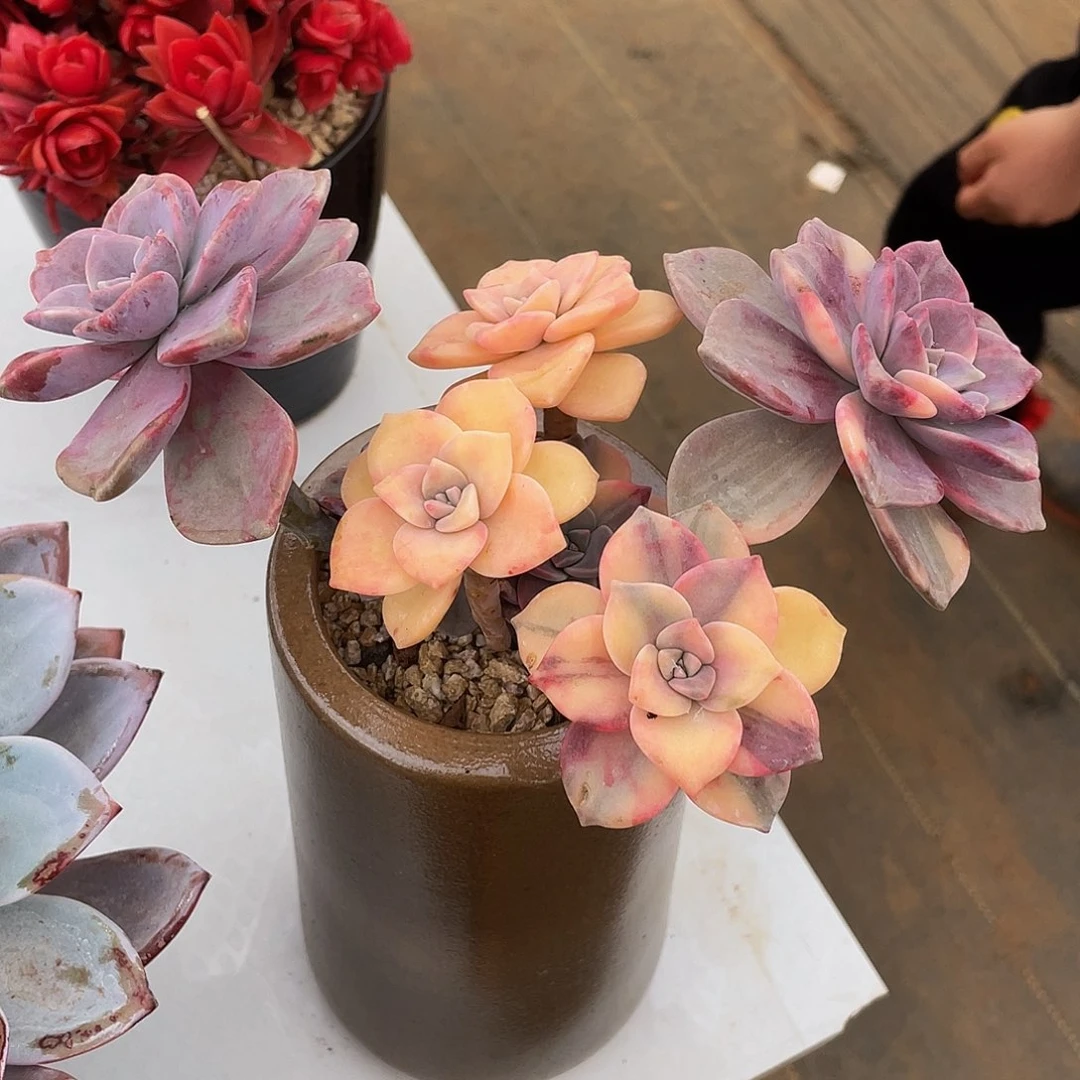 紫了锦多肉多肉多肉