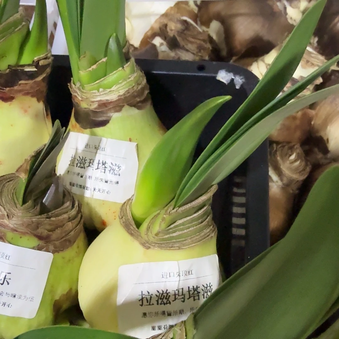 拉滋马塔滋长花剑福利不售后