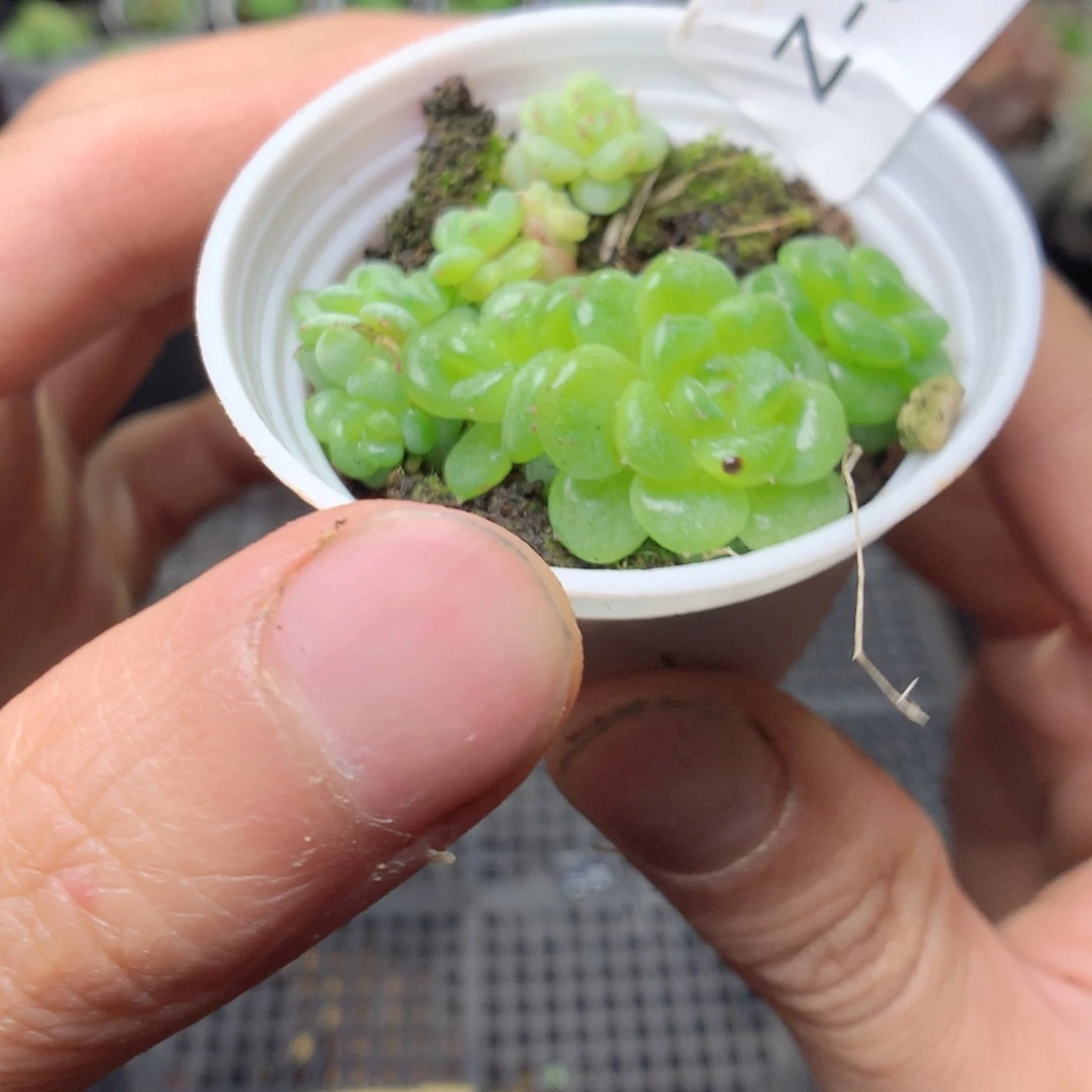无花朵Z56英语英语英语英语英语英语