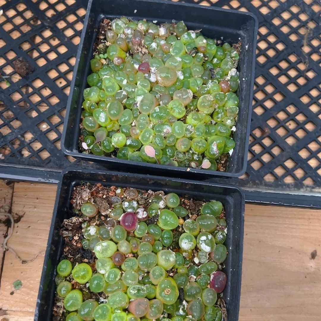 毛汉尼多肉多肉多肉一颗